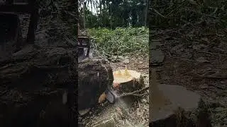 gergaji mesin yang gacor#senso#potongkayu#woodworking
