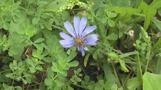 Pollinator Project