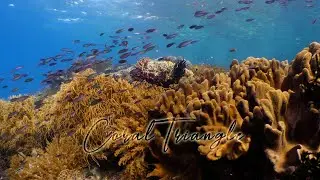 The Coral Triangle - Banda Sea - Misool - Raja Ampat