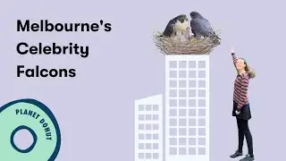The most stalked couple in Melbourne... are falcons.
