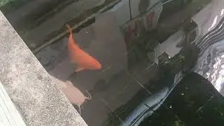 Toàn cá to...,.