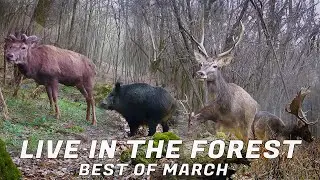 LIVE in the FOREST - best of March 2025