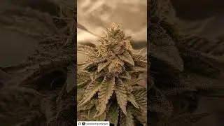 Grown under SunPlix G5 LED grow light