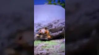 Did you know how deadfall trap works?