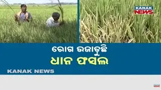 Pest Attack Ruins Hundreds Of Acres Of Paddy In Kendrapara &mdash; Farmers Fear Total Crop Loss