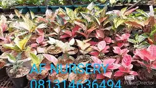 AF NURSERY MENJUAL BERBAGAI MACAM BUNGA