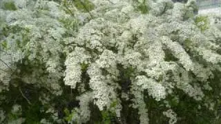 Til vi ses igjen  Gaute Orm&aring;sen ( springtime in Norway )