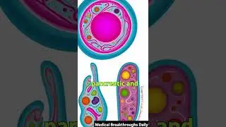Groundbreaking Kidney Health Study  How a Constipation Drug Could Save Lives!  #medical #shorts