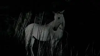 Noah Cyrus - Man In The Field (Official Visualizer)