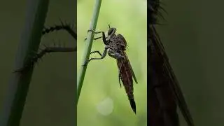 Welcome to the jungle #lens #insects #lensamacro #nature #lensamakro #animal#fyp #naturelovers