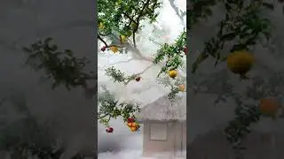 Foggy winter village fruit nature full screen whatsapp status #shorts #youtubeshorts #softpeace