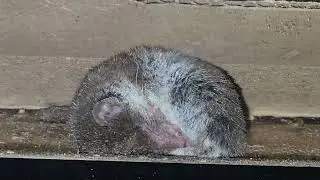Zębiełek karliczek Crocidura fimbriata  Lesser white-toothed shrew 20260103 093533