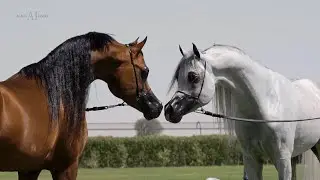 🌟⁣ DUBAI STUD 🌟⁣ Open House 2022