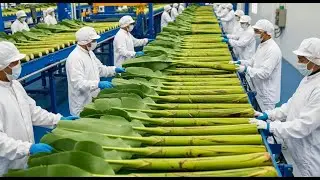 Inside a High-Tech Banana Stem Factory You&rsquo;ve Never Seen Before
