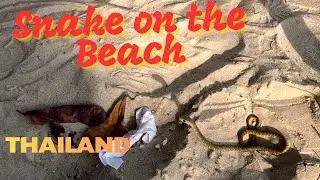 4K SNAKE ON THE BEACH  THAILAND #thailand #viral #snake #kohsamet #beach