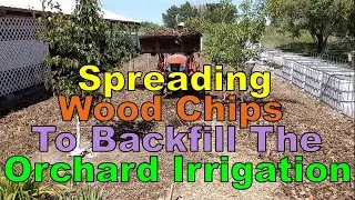 No. 481 &ndash; Spreading Wood Chip To Backfill The Orchard Irrigation #graymanprepping #preppergarden