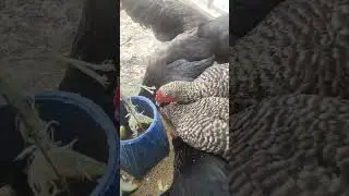 Australorp and Plymouth rock American Breed| Enjoying the feed #youtubeshorts #ytshorts #ytshort