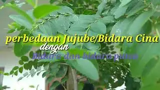 Perbedaan Jujube atau Bidara Cina dengan Bidara lainya