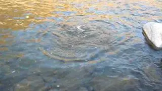 Methow Steelhead