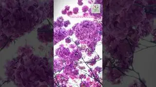Tabubea rosea | pink trumpet #naturelovers #plantlovers #garden #rareplants #youtubeshorts #trending