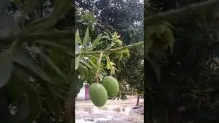 #mango #aam#season #summer #aamchatni #oldisgoldsongs #mukesh #hits #songold #songs #oldsong #tree
