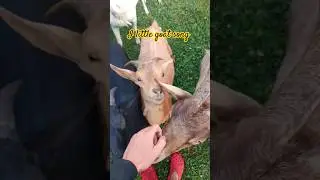 They're just so sweet sometimes #goats #cutegoats #offgridfarm #forestfarm #offgridder #tinyfarm