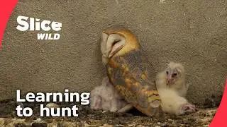 How young predators learn to survive I FULL DOC | SLICE WILD
