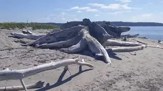 Epic Blake Island
