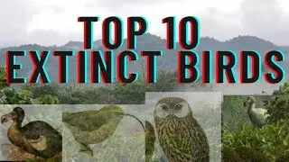 extinct birds/top 10 extinct birds/पृथ्वी के विलुप्त पक्षी#dodo#top10