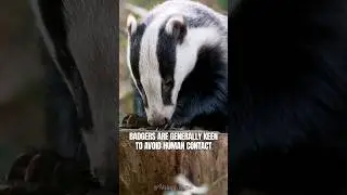 European Badger UK's Largest Land Predator #shorts