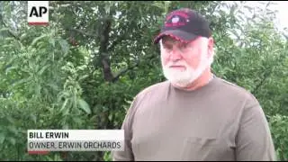 Spring Freeze Damages Great Lakes Apple Crop