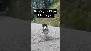 Husky Running video after 54 days #husky #trending