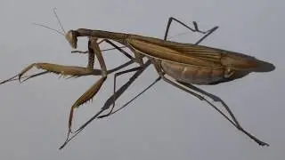 Fangschrecke