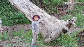 Tree Scrambling on Rivas Canyon Trail