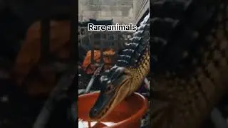 just found a rare animals/ cross breed between a Crocs Ang lizard #shortsvideo #rareanimals  #rare
