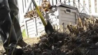 How to Remove Arundo donax: FastReel