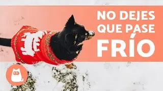 &iquest;C&oacute;mo PROTEGER a un PERRO del FR&Iacute;O? 🐶❄️ &iexcl;Desc&uacute;brelo!