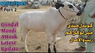 Today Gondal Mandi Attock Latest 8/12/2025 Fatehjangi Rate's Update @Wahbullcrazy Collection 2026.27