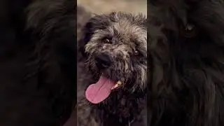 Can dog smell your feelings? - Find out in this shocking reveal! 🐕