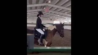 Total Equine Services Tesla XIV Classical