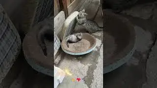 Жизнь кошачьей мамочки! 😹 Воспитывать маленького хаоса &mdash; это работа на полный рабочий день!