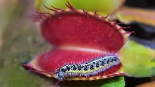 Caterpillar CRUSHED and DESTROYED by Venus Flytrap
