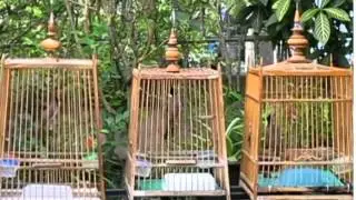 JAMBUL - SOLD - BIRD DEVIL'S CHOICES - Genghis Khan (extreme left) & Razor (extreme right)