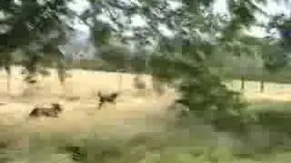Plott Hounds Running