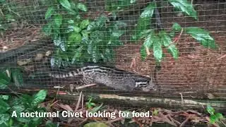 Animals At the Amlan Zoo in Negros Oriental Philippines Need your Help!