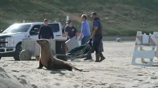 Toxic algae bloom sickens sea lions, dolphins, and birds