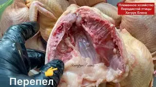 Мясо перепела, яйцо
