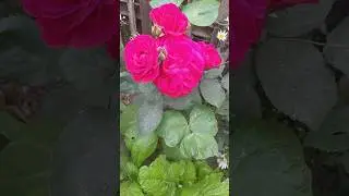 Good morning Saturday with beautiful flowers #flowers #roses #beautifulflowers #shorts