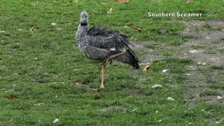 Southern Screamer