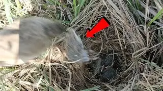 Pipit bird took the rat away from the nest